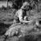 Virginia McKenna Picture