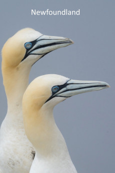 Newfoundland (2025) download