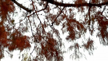 A Luxury Christmas for Less: How to Do It (2025) download