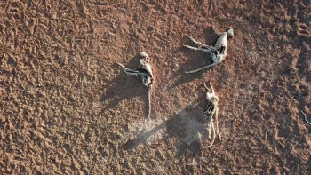 After the Wildfires (2020) download