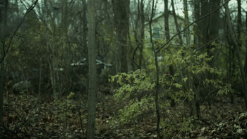 American Cryptids (2025) download