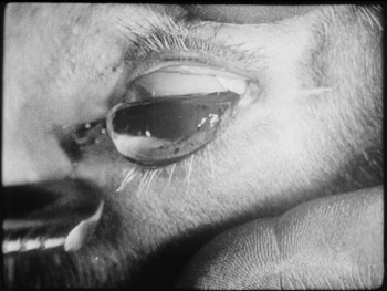 An Andalusian Dog (1929) download
