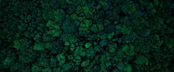 Anemone (2025) download