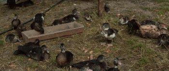 Anisoara (2016) download