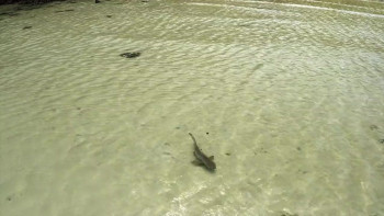 Baby Sharks (2022) download