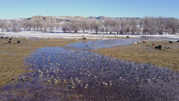 Bearing Witness, Native American Voices in Hollywood (2025) download