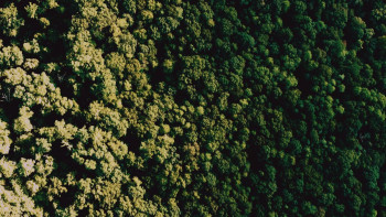 Bears on a Ship (2025) download