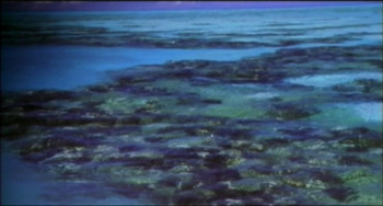 Blue Shark Hash (2001) download