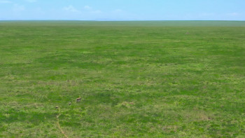 Cheetahs Up Close with Bertie Gregory (2026) download