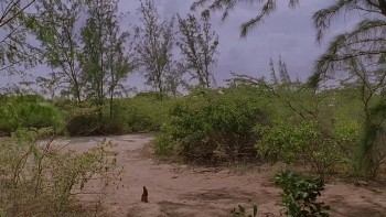 Chupacabra Terror (2005) download