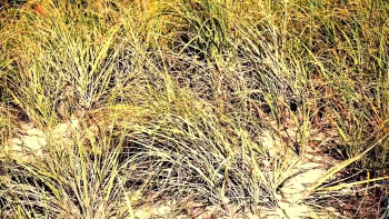 Conjuring Baba (2022) download