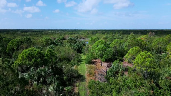 Creeper in the Woods (2025) download