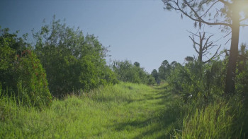 Creeper in the Woods (2025) download