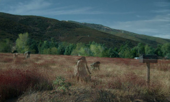 Dead Bloom (2026) download