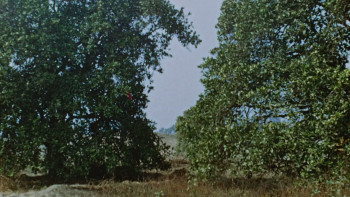 Disneyland Handcrafted (2026) download