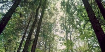 Dogs on the Sendero (2024) download