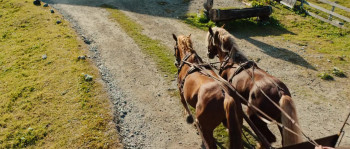 Eat Pray Bark (2026) download