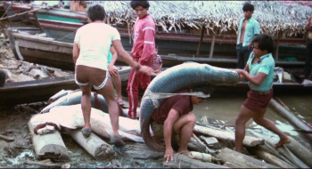 El viento del ayahuasca (1982) download