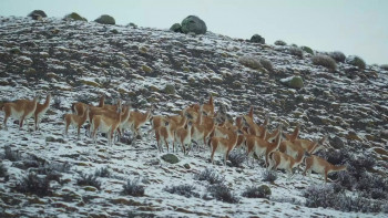 Epic Animal Migrations: Patagonia (2023) download