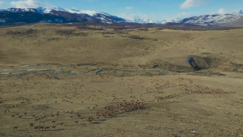 Epic Animal Migrations: Patagonia (2023) download