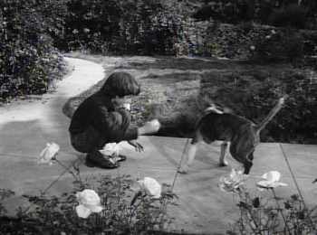 Frankenweenie (1984) download