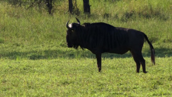 Gorongosa: Paradise Reborn (2022) download