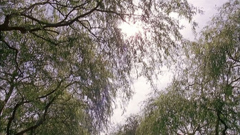 Grand Theft Parsons (2003) download