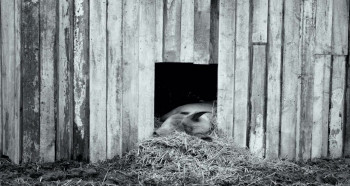 Gunda (2020) download