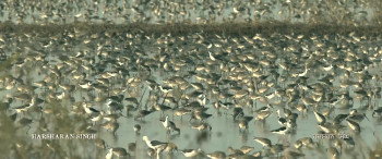 Guru Nanak Jahaz (2025) download