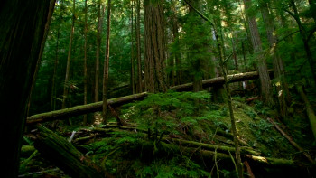Hadwin's Judgement (2015) download