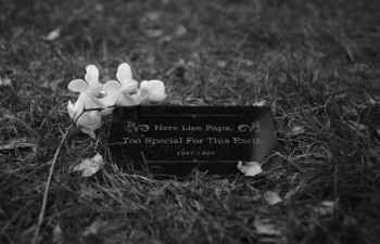 Hippo (2023) download