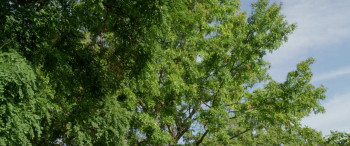 In Emma's Footsteps (2018) download