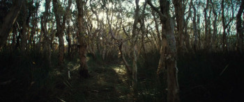 In the Circle of Life (2026) download