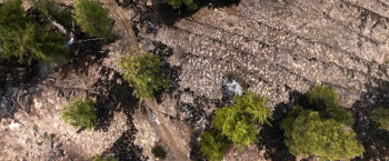 Incandescence (2024) download