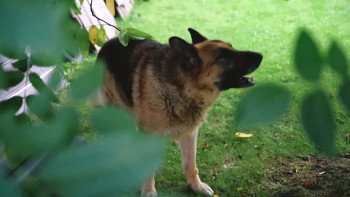 Kaiju Glam Metal Shark Attack (2024) download