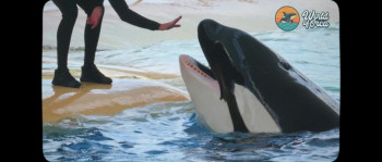 Killer Whale (2026) download