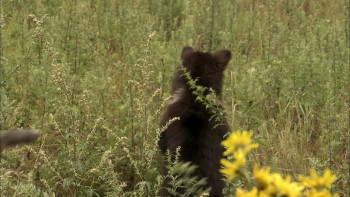 Knut and His Friends (2008) download