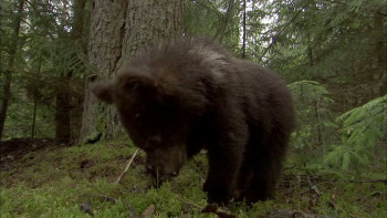 Knut and His Friends (2008) download