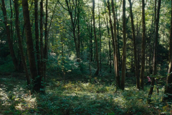 La danse des renards (2025) download