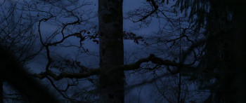 Le chant des forêts (2025) download