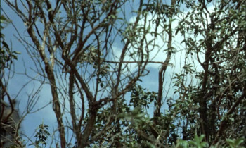 Les pétroleuses (1971) download