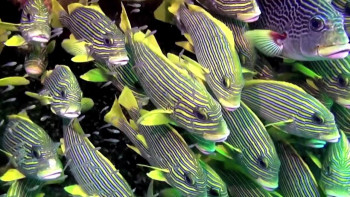 Magical Reef: The Islands of the Four Kings (2020) download