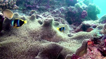 Magical Reef: The Islands of the Four Kings (2020) download