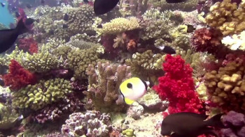 Magical Reef: The Islands of the Four Kings (2020) download