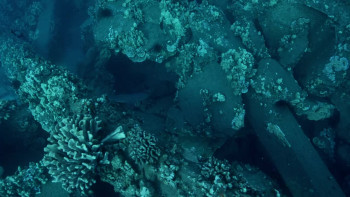 Maui Shark Mystery (2022) download