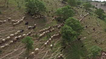 Mediha (2023) download