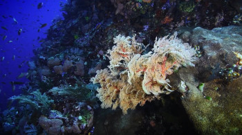 Mercy, Love & Grace: The Story of Force Blue (2017) download