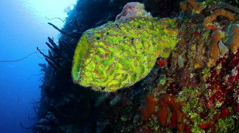 Mercy, Love & Grace: The Story of Force Blue (2017) download