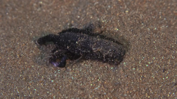 Natura Bizia (2021) download