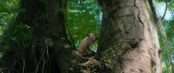 O Diário de Pilar na Amazônia (2025) download